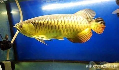 金龍魚需要氧氣嗎：金龍魚應該開什么燈光好看(金龍魚應該開什么燈光好看