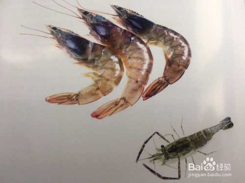 龍魚多久喂一次活食比較好：龍魚吃什么飼料