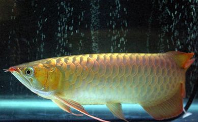 龍魚三個月不吃東西是什么病毒：龍魚三個月不吃東西是怎么回事