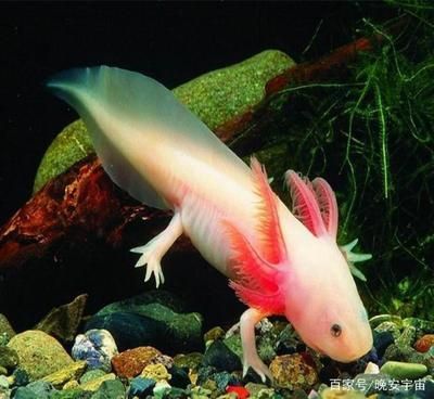 龍魚怎么養長得快（養龍魚需要從多方面進行精心照料）