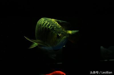 龍魚怎么養長得快（養龍魚需要從多方面進行精心照料）