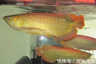 金龍魚家里養（養殖金龍魚需要注意的幾個方面）