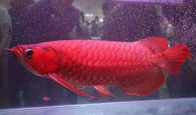 龍魚和戰(zhàn)船魚能混養(yǎng)嗎圖片