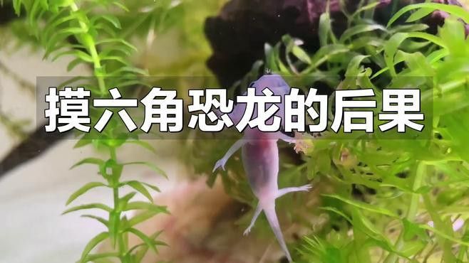 六角恐龍魚危害咬人