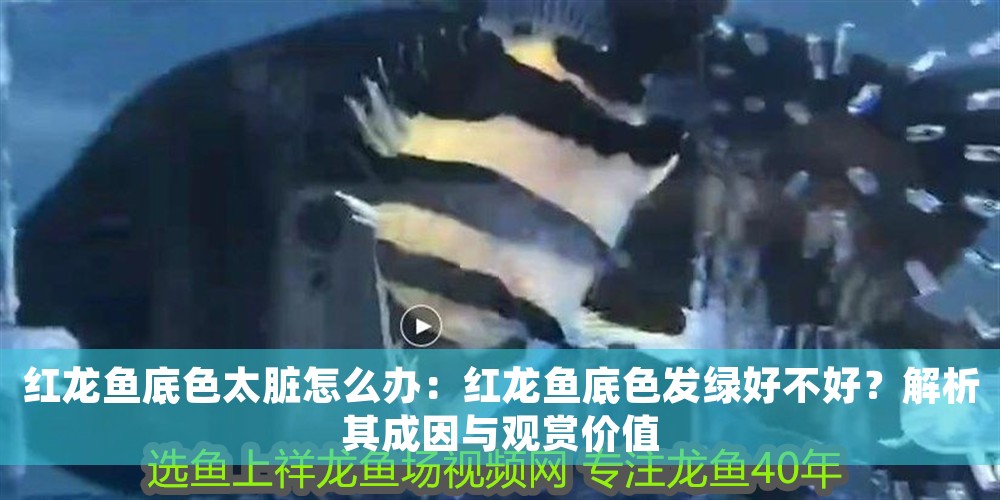紅龍魚底色太臟怎么辦：紅龍魚底色發綠好不好？解析其成因與觀賞價值