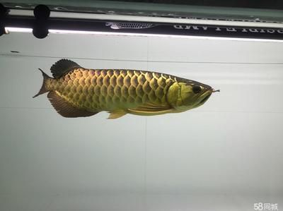 金龍魚與紅尾皇冠誰兇【金龍魚和紅尾皇冠魚和紅尾皇冠魚在混養時需要提供適宜的藏身之處】