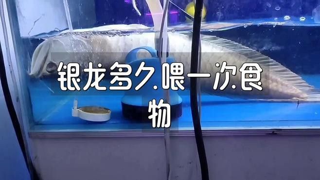 小銀龍魚吃什么最好