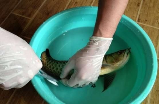 龍魚麻醉需要停食嗎多久可以喂食，龍魚在麻醉后需要停食，具體時間根據魚的大小而異