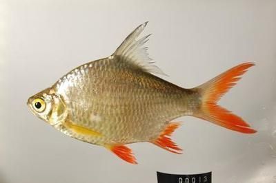 龍魚配泰國鯽魚：龍魚和泰國鯽魚混養比例