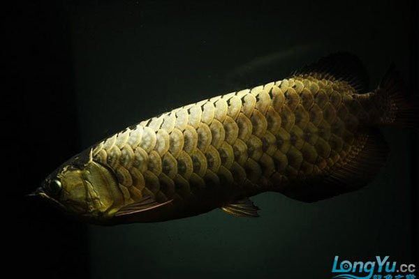 如何預防龍魚鱗片發白？