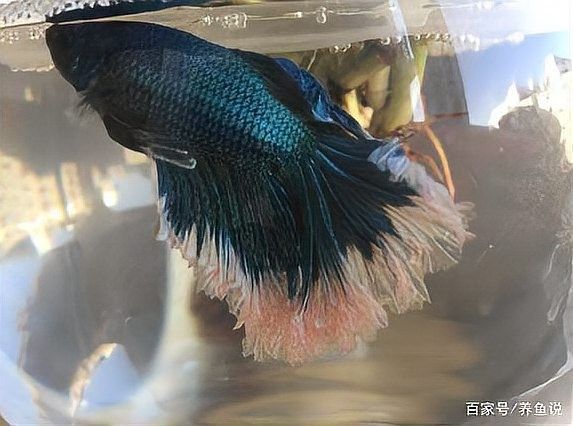 龍魚燒尾不治療會有什么后果？
