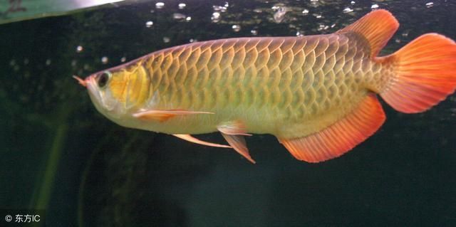 龍魚配對成功了以后還打架嗎（龍魚配對成功后還會打架嗎）