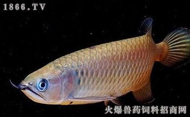 龍魚配對成功了以后還打架嗎（龍魚配對成功后還會打架嗎）