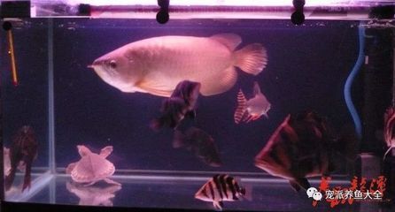 龍魚和烏龜混養：龍魚與烏龜混養的可行性