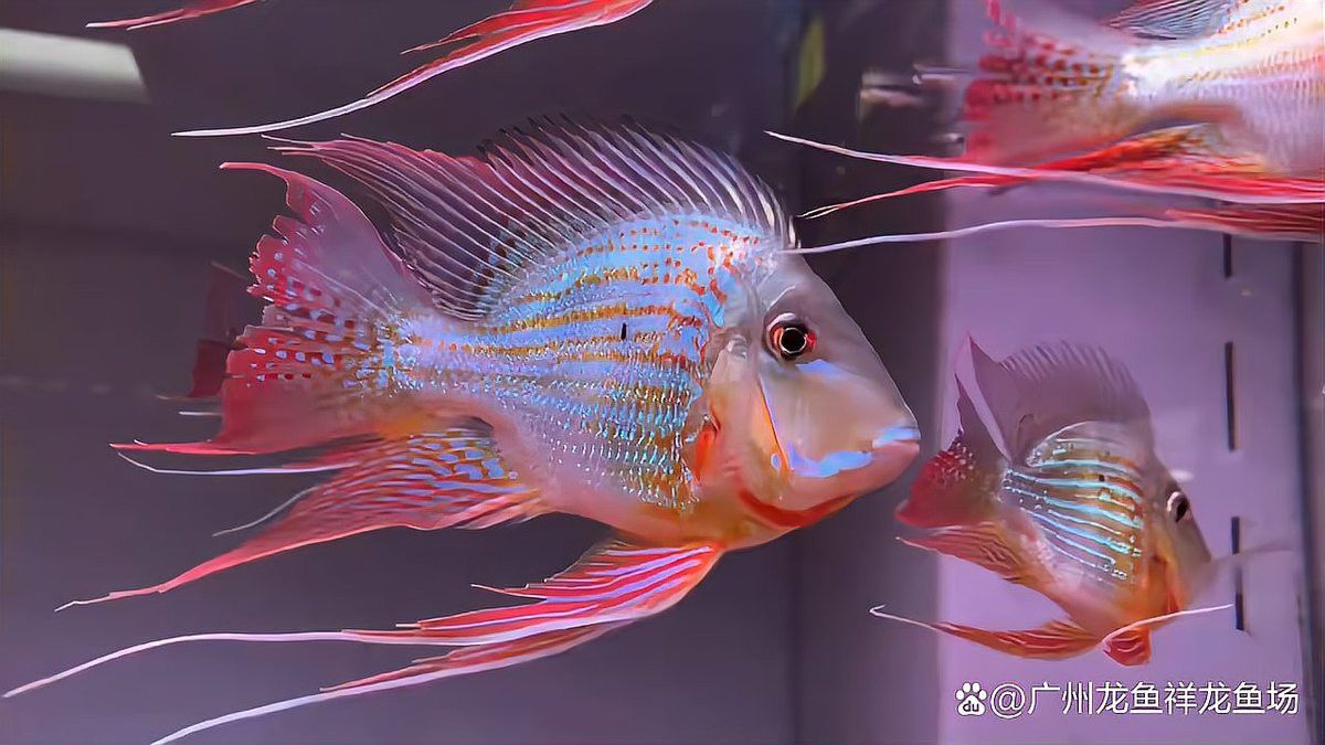 祥龍魚場專注龍魚40年