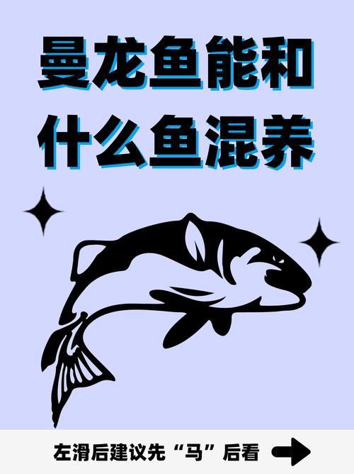 曼龍魚是龍魚嗎圖片 曼龍魚是龍魚嗎圖片 龍魚百科 第4張