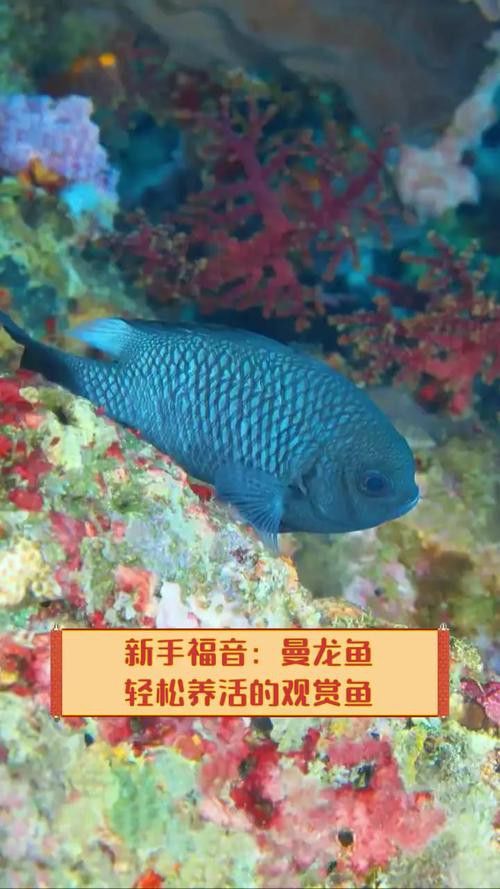 曼龍魚是龍魚嗎圖片 曼龍魚是龍魚嗎圖片 龍魚百科 第6張