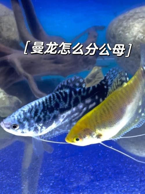 曼龍魚是龍魚嗎圖片 曼龍魚是龍魚嗎圖片 龍魚百科 第15張