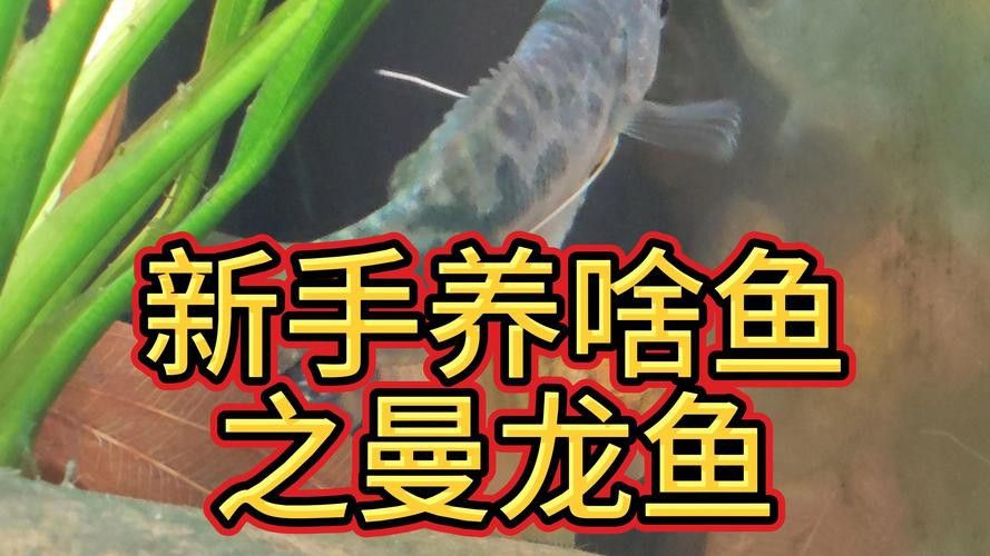 曼龍魚是龍魚嗎圖片 曼龍魚是龍魚嗎圖片 龍魚百科 第12張