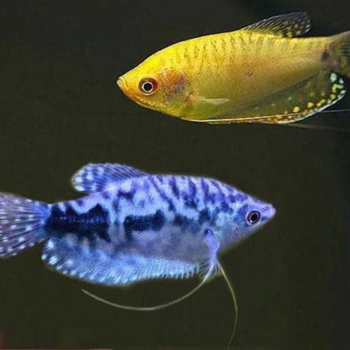 曼龍魚是龍魚嗎圖片 曼龍魚是龍魚嗎圖片 龍魚百科 第13張