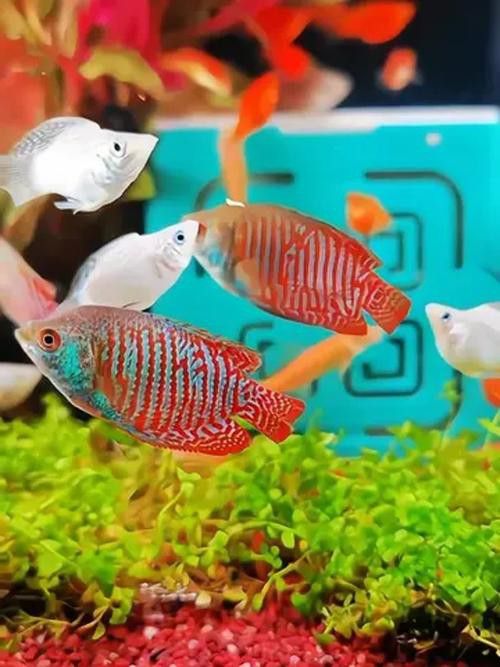 曼龍魚是龍魚嗎圖片 曼龍魚是龍魚嗎圖片 龍魚百科 第20張