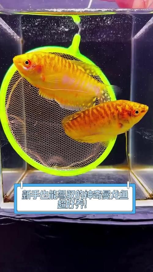 曼龍魚是龍魚嗎圖片 曼龍魚是龍魚嗎圖片 龍魚百科 第22張