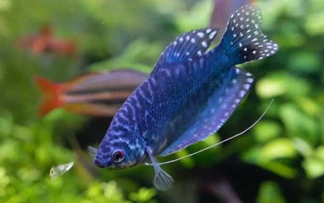 曼龍魚是龍魚嗎圖片 曼龍魚是龍魚嗎圖片 龍魚百科 第21張