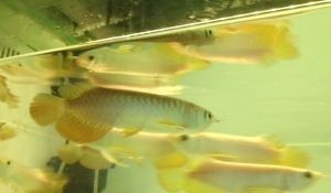 北京龍魚批發基地在哪里：北京龍魚批發市場
