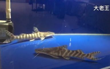 斑馬鴨嘴魚混養(yǎng)氧氣供應(yīng)（斑馬鴨嘴魚在混養(yǎng)時對氧氣供應(yīng)有著較高的考慮因素）