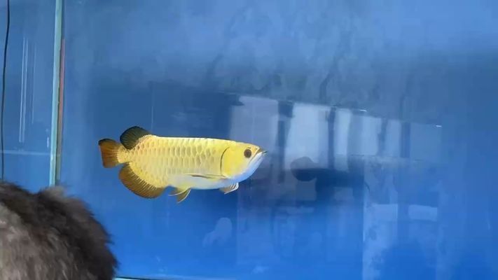 鳳凰紅龍魚底色：鳳凰紅龍魚底色與飼養技巧紅龍魚底色與飼養技巧