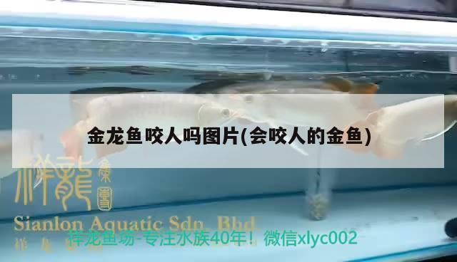 龍魚咬人疼嗎圖片:龍魚咬人會導致疼痛嗎 龍魚百科 第3張 龍魚咬人疼嗎圖片:龍魚咬人會導致疼痛嗎 龍魚咬人疼嗎圖片:龍魚咬人會導致疼痛嗎 龍魚百科 第3張