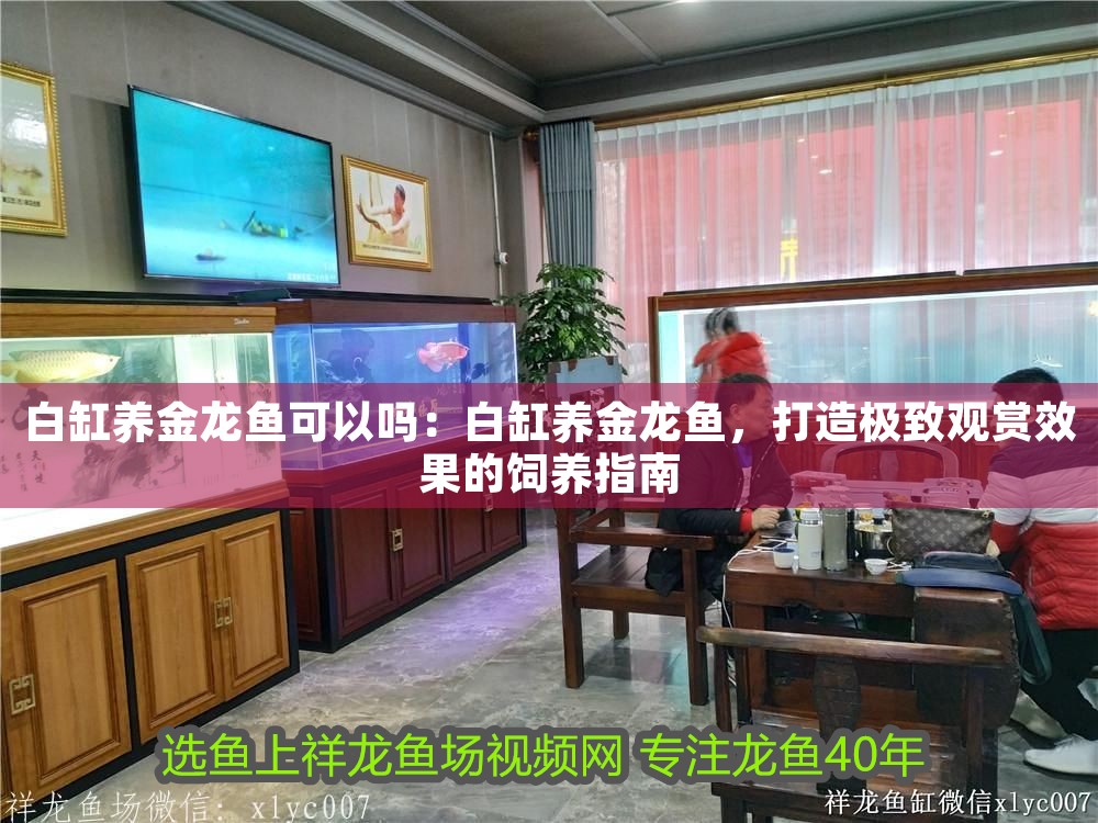 白缸養(yǎng)金龍魚可以嗎：白缸養(yǎng)金龍魚，打造極致觀賞效果的飼養(yǎng)指南