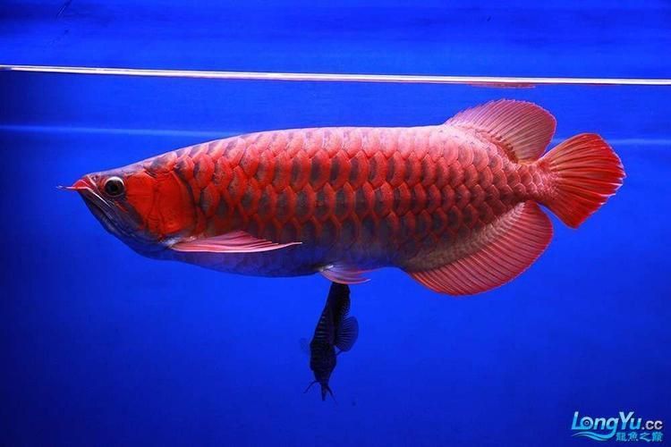 推薦一些高清的霸氣龍魚圖片