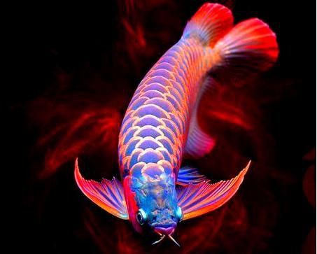推薦一些高清的霸氣龍魚圖片