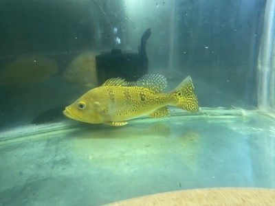 龍魚是不是什么人都可以養的：飼養龍魚需要考慮多種因素，飼養者應該準備好這些條件 龍魚是不是什么人都可以養的：飼養龍魚需要考慮多種因素，飼養者應該準備好這些條件 龍魚百科 第1張