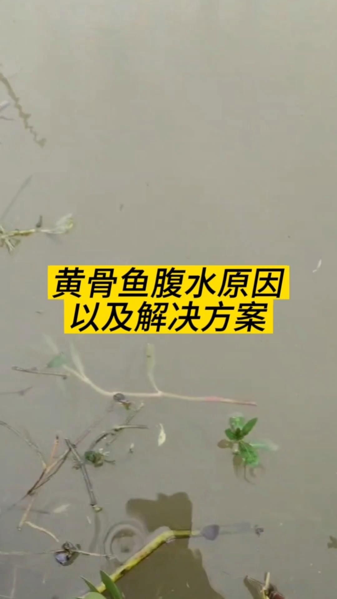 哪些魚容易得腹水？