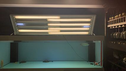 龍魚需要什么光譜的燈：養(yǎng)殖龍魚需要的光譜燈
