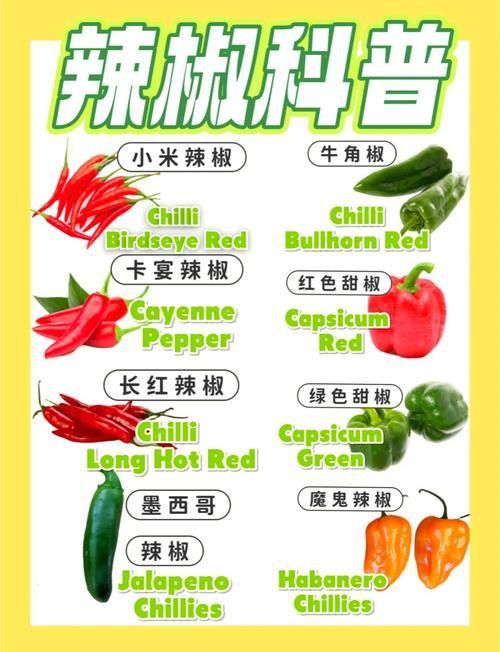 辣椒種類圖片