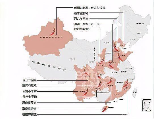 辣椒種類圖片