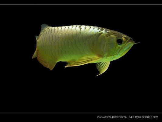 雪龍魚飼料營養成分對比：雪龍魚飼料品牌推薦