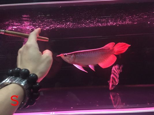 帝王紅雪蓮龍魚：“帝王紅雪蓮龍魚”的特征和飼養方法和飼養方法