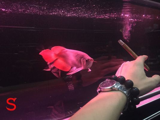 帝王紅雪蓮龍魚：“帝王紅雪蓮龍魚”的特征和飼養方法和飼養方法