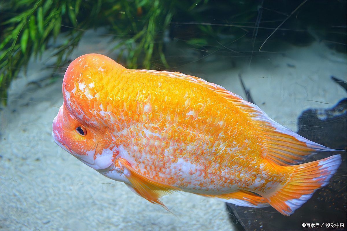 馬拉莫寶石魚壽命是多久