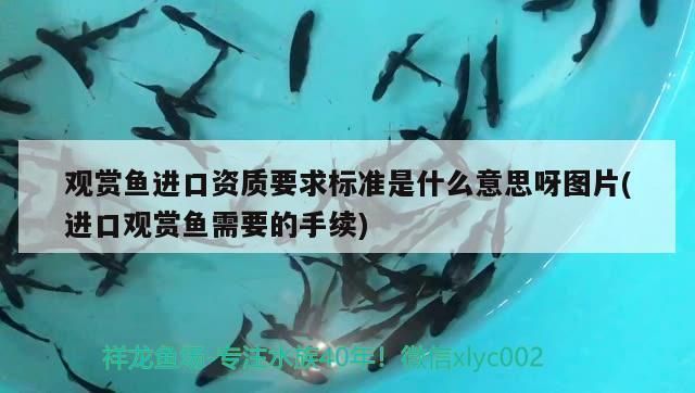 金龍魚底色發綠怎么辦（金龍魚底色發綠是由多種因素引起的，金龍魚水質管理技巧）
