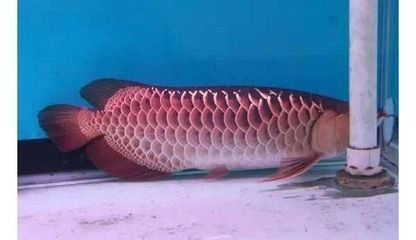 龍魚要死的前兆表現(xiàn)：龍魚死亡前的一些表現(xiàn)