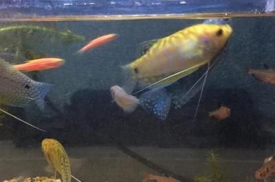 黃金曼龍魚混養：混養黃金曼龍魚的注意事項