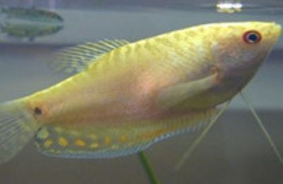 黃金曼龍魚混養：混養黃金曼龍魚的注意事項