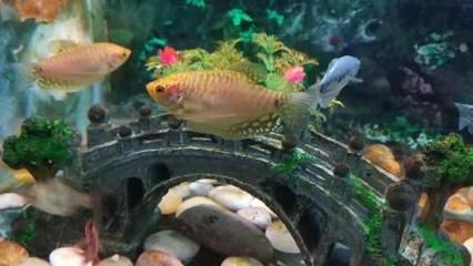 黃金曼龍魚混養：混養黃金曼龍魚的注意事項