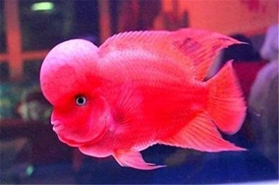 龍魚吃什么上色快又好看圖片視頻：龍魚上色食物的副作用