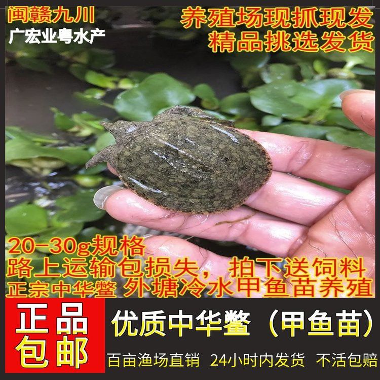 金龍魚幼苗價格大概是多少？